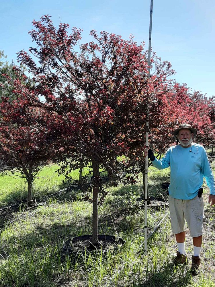 Chestnut Hill Nursery