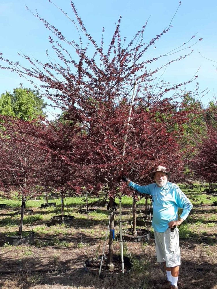 Chestnut Hill Nursery