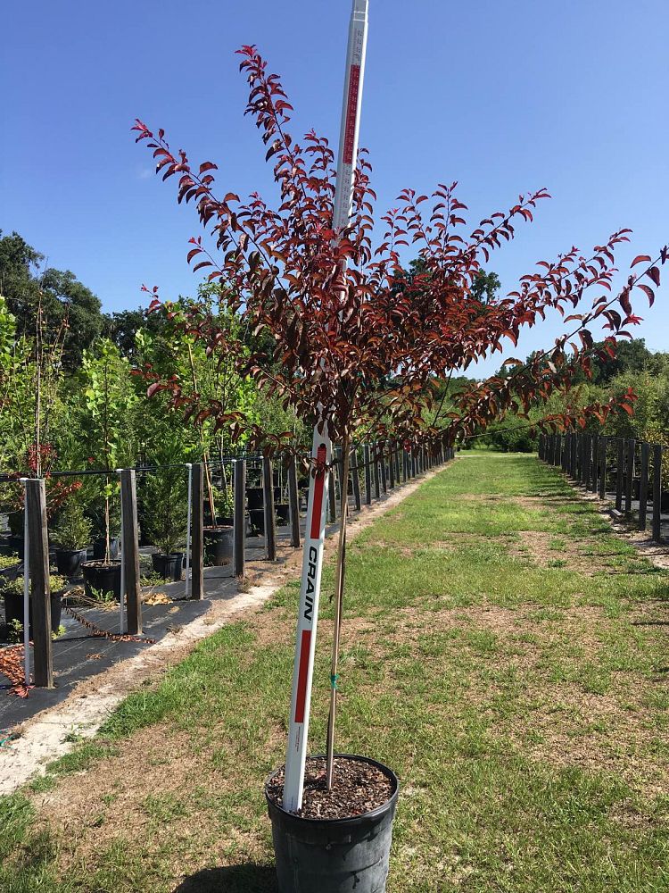 prunus-cerasifera-st-lukes-purple-leaf-cherry-plum