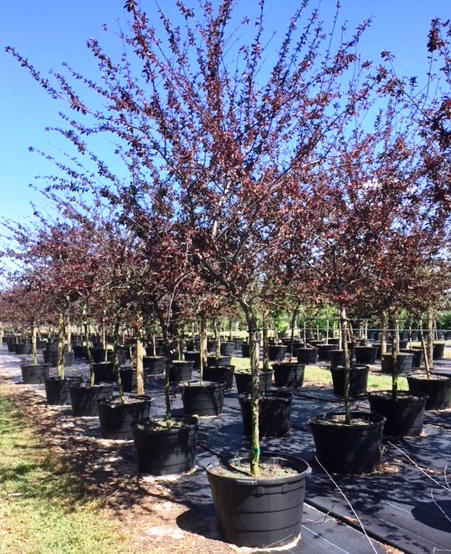 prunus-cerasifera-st-lukes-purple-leaf-cherry-plum