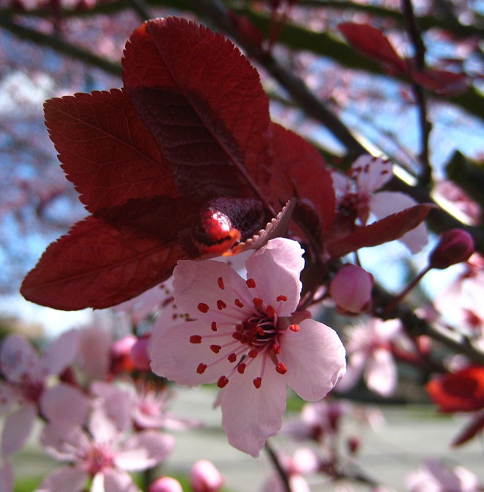 prunus-cerasifera-st-lukes-purple-leaf-cherry-plum