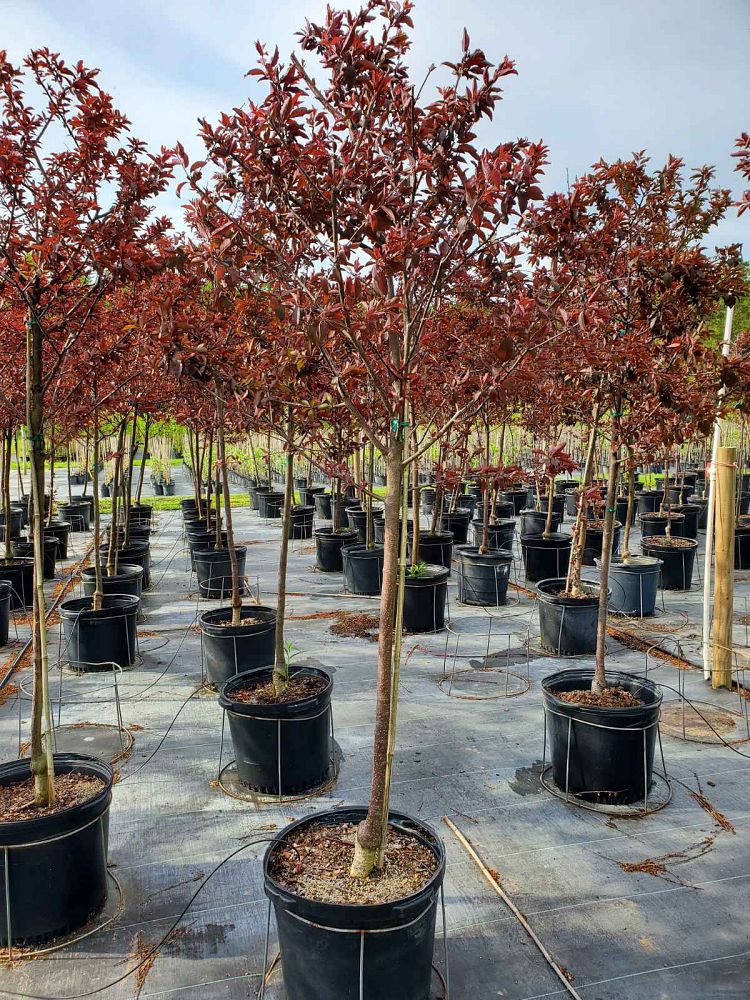 prunus-cerasifera-st-lukes-purple-leaf-cherry-plum