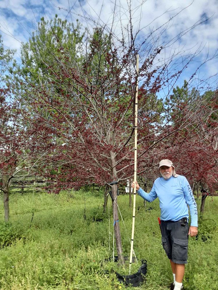 prunus-cerasifera-st-lukes-purple-leaf-cherry-plum