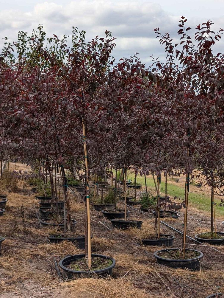 prunus-cerasifera-st-lukes-purple-leaf-cherry-plum