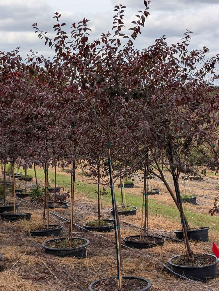 prunus-cerasifera-st-lukes-purple-leaf-cherry-plum