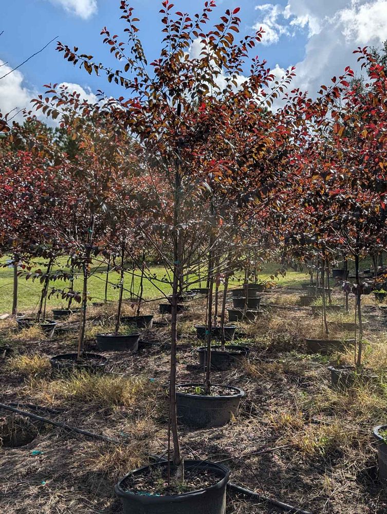 prunus-cerasifera-st-lukes-purple-leaf-cherry-plum