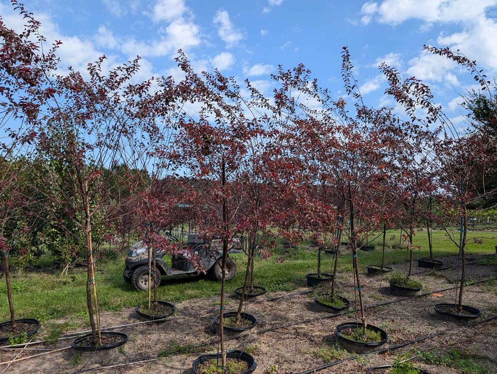 prunus-cerasifera-st-lukes-purple-leaf-cherry-plum
