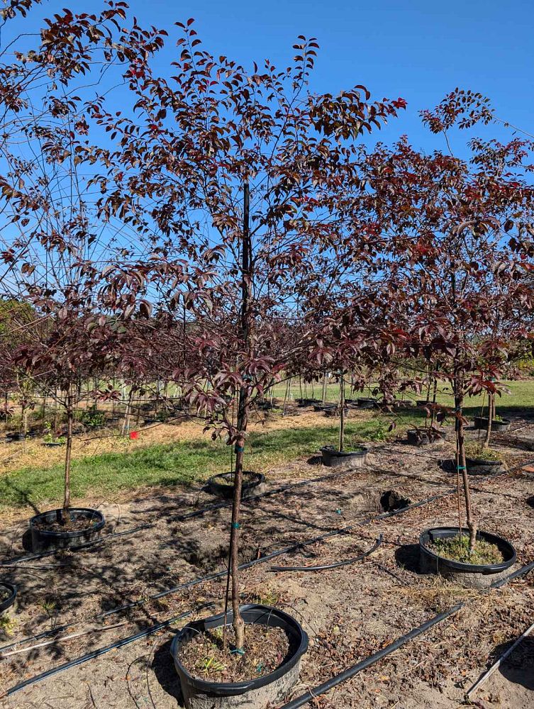 prunus-cerasifera-st-lukes-purple-leaf-cherry-plum