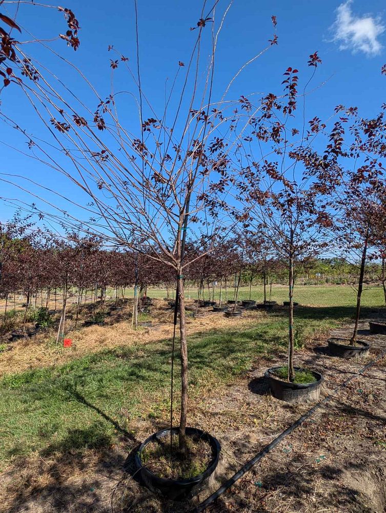 prunus-cerasifera-st-lukes-purple-leaf-cherry-plum