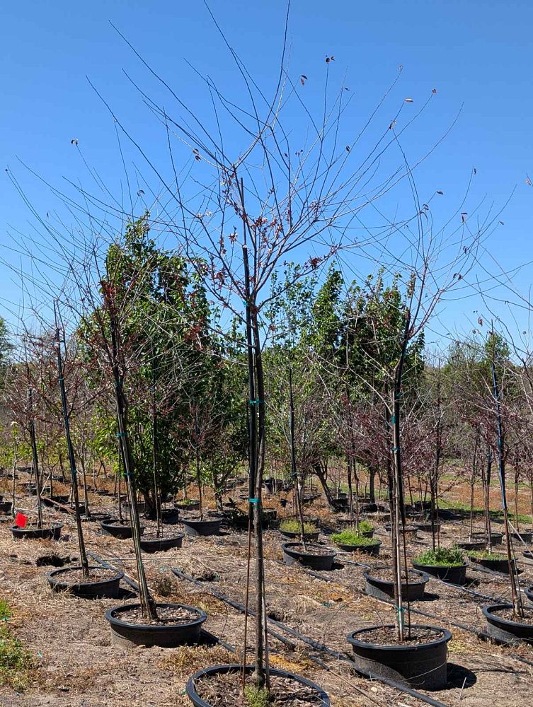 prunus-cerasifera-st-lukes-purple-leaf-cherry-plum