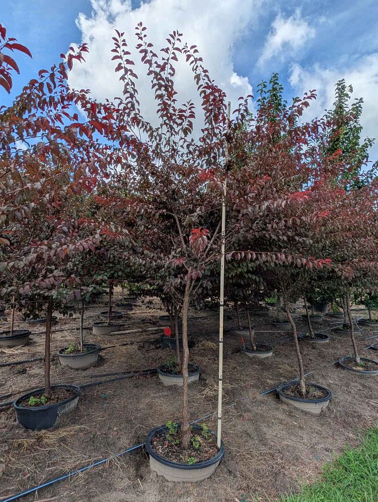 prunus-cerasifera-st-lukes-purple-leaf-cherry-plum