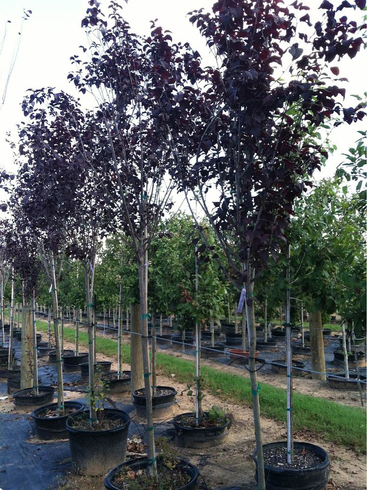 prunus-cerasifera-thundercloud-purple-leaf-cherry-plum