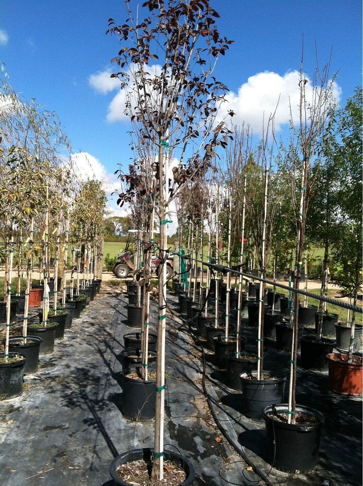 prunus-cerasifera-thundercloud-purple-leaf-cherry-plum