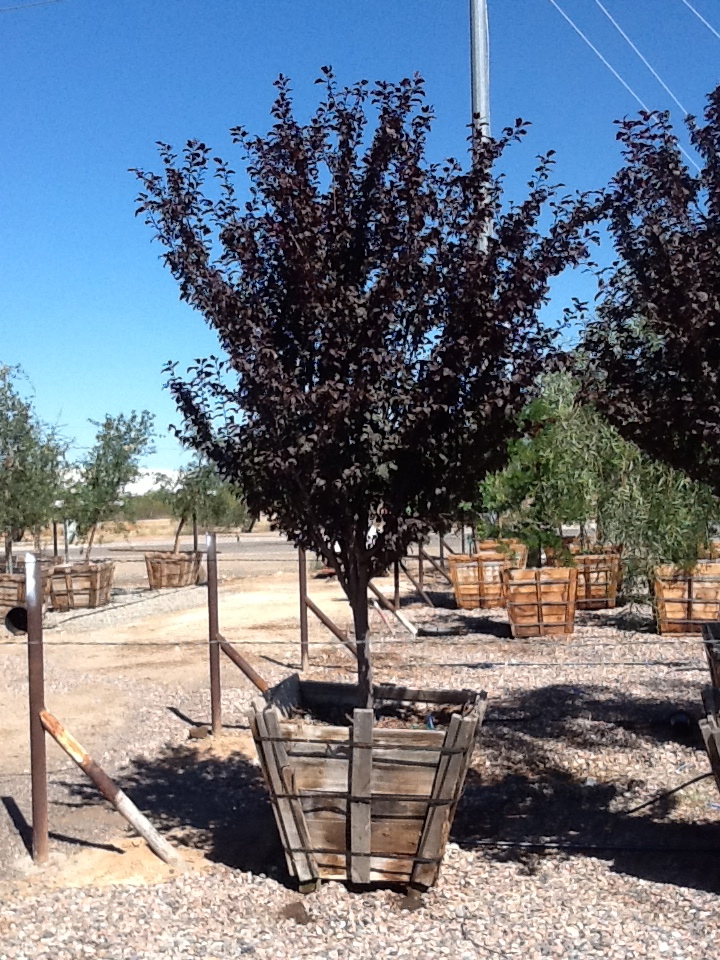 prunus-cerasifera-thundercloud-purple-leaf-cherry-plum