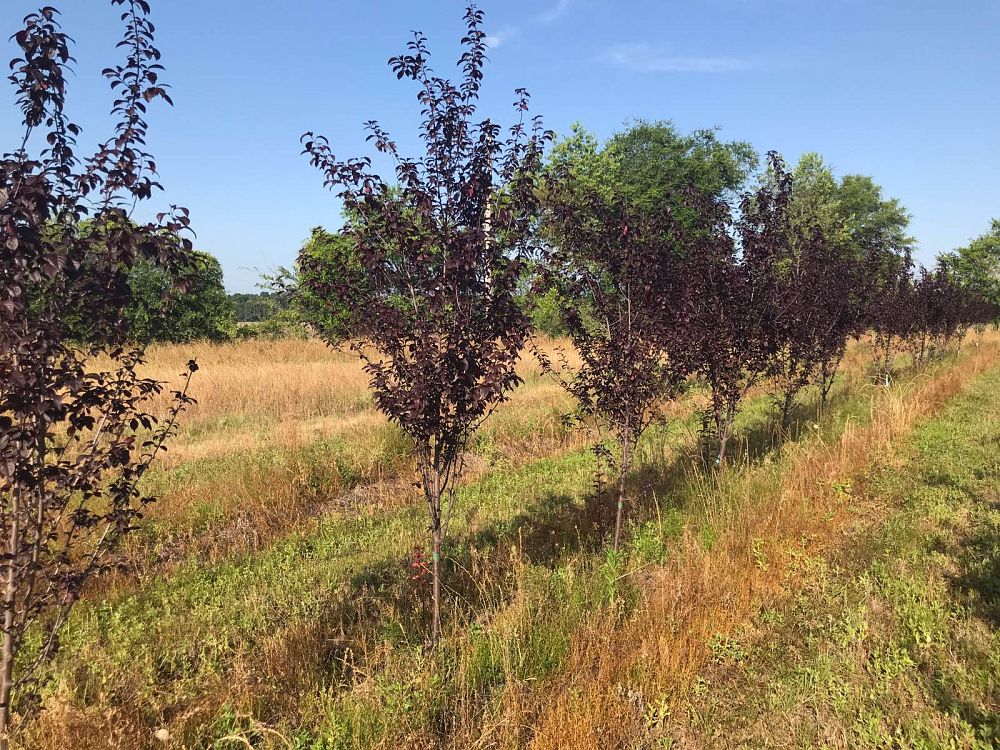 prunus-cerasifera-thundercloud-purple-leaf-cherry-plum