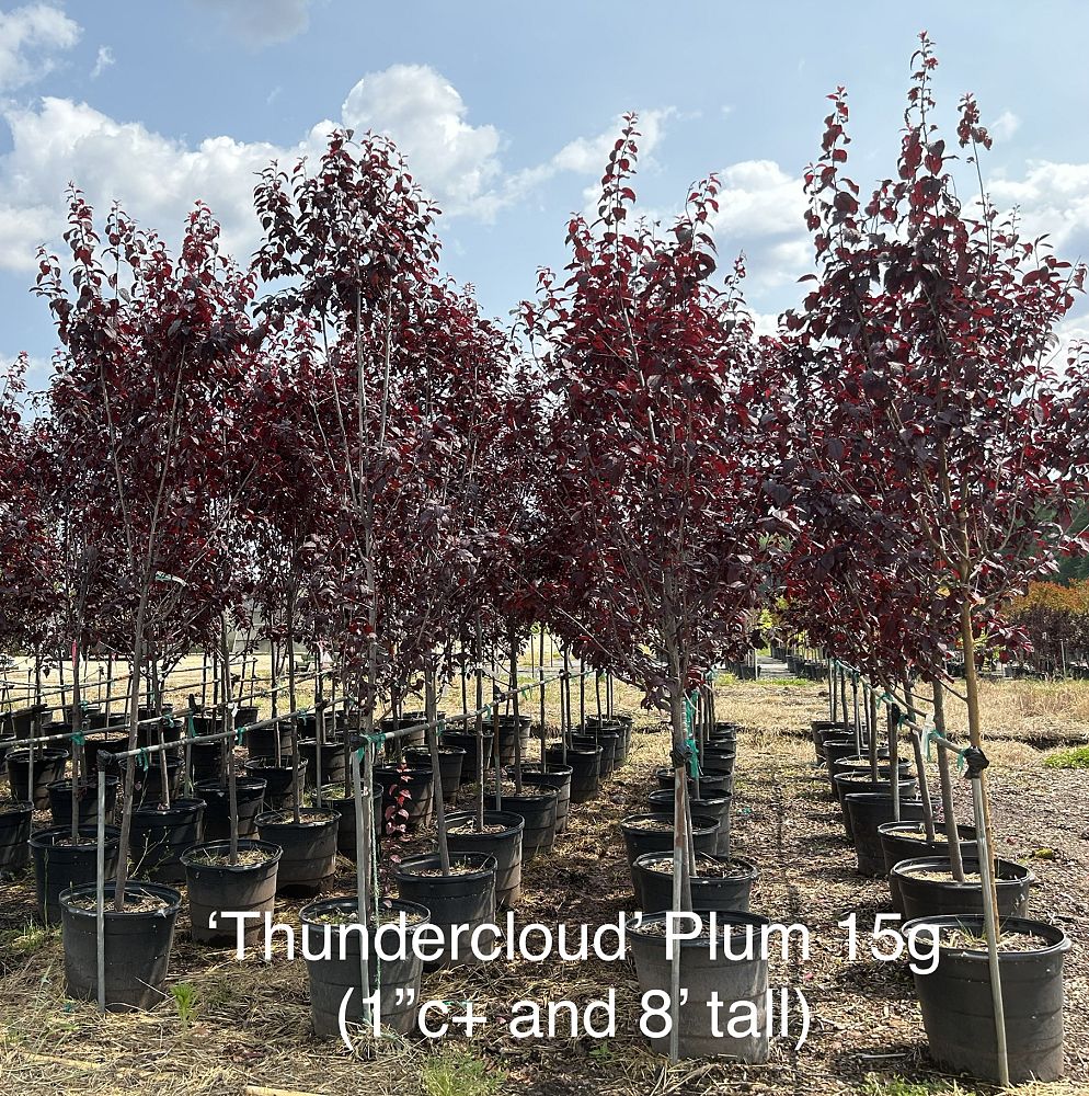 prunus-cerasifera-thundercloud-purple-leaf-cherry-plum