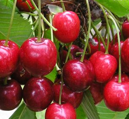 prunus-cerasus-balaton-pie-cherry-sour-cherry