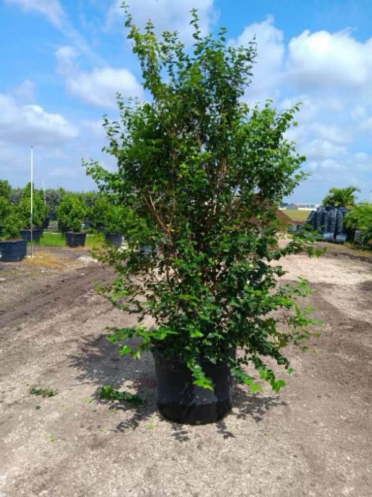 prunus-jacquemontii-afghan-bush-cherry-himalayan-bush-cherry-afghan-cherry