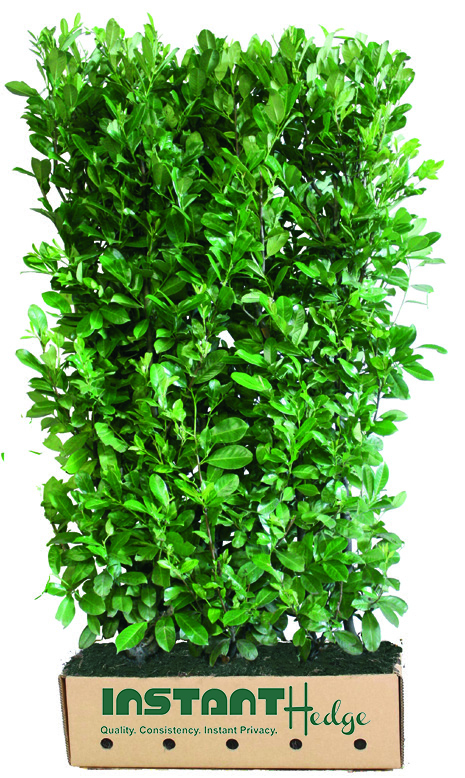 prunus-laurocerasus-english-laurel-cherry-laurel