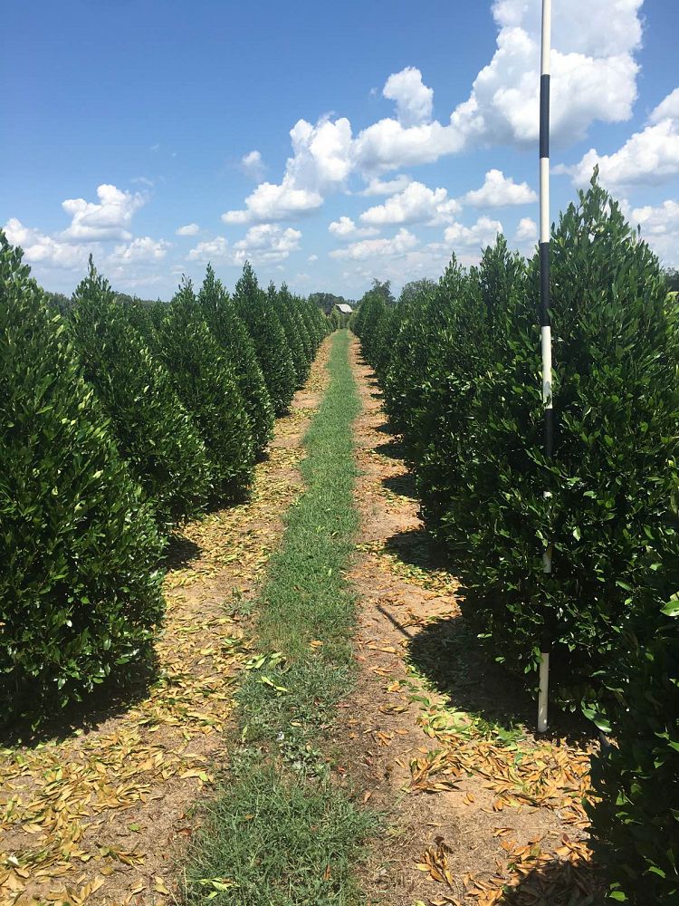 prunus-laurocerasus-english-laurel-cherry-laurel
