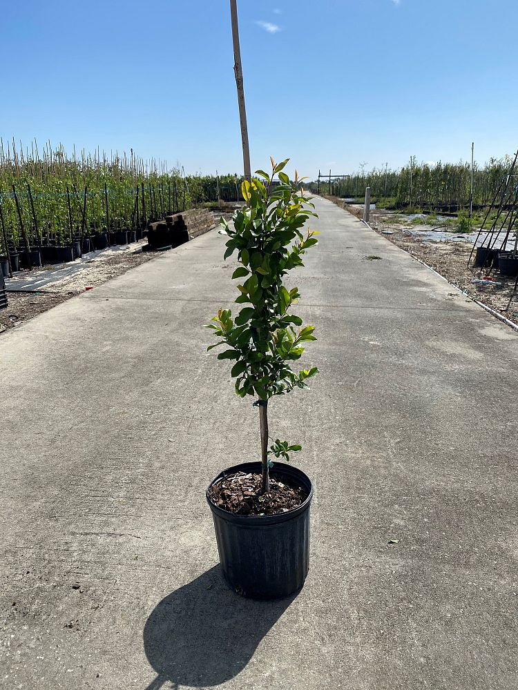 prunus-laurocerasus-english-laurel-cherry-laurel