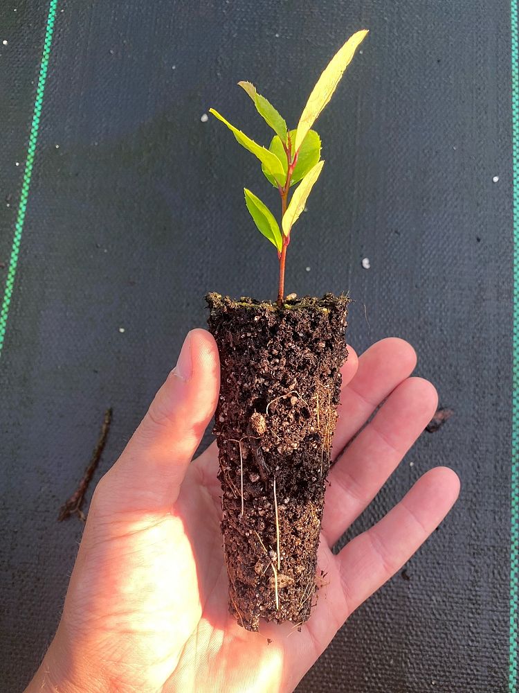 prunus-laurocerasus-english-laurel-cherry-laurel