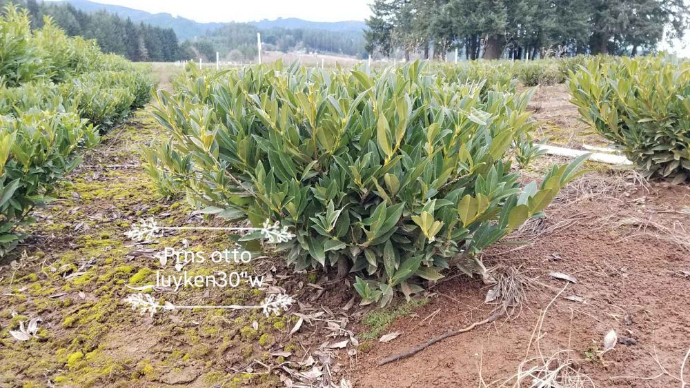 prunus-laurocerasus-otto-luyken-english-laurel-cherry-laurel