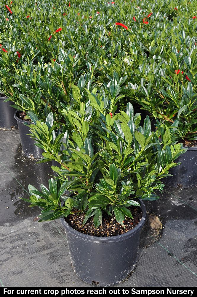 prunus-laurocerasus-otto-luyken-english-laurel-cherry-laurel