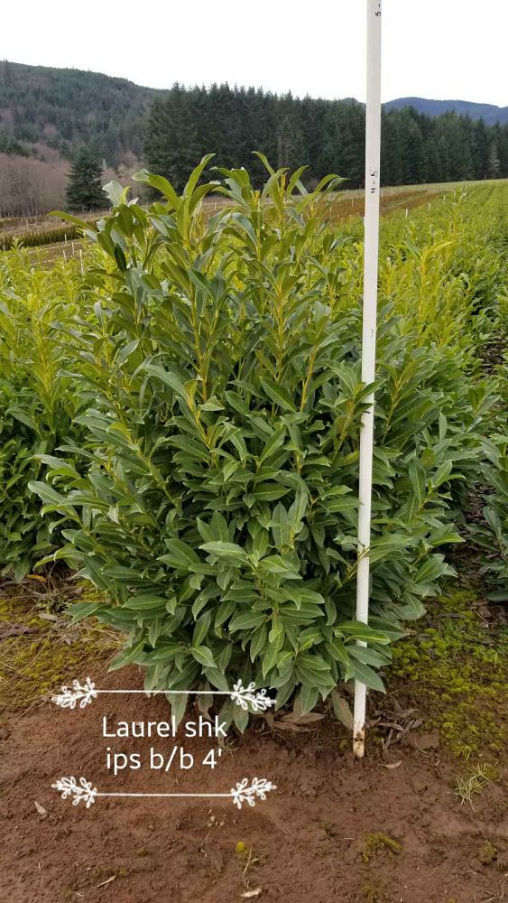prunus-laurocerasus-schipkaensis-english-laurel-cherry-laurel-skip-laurel