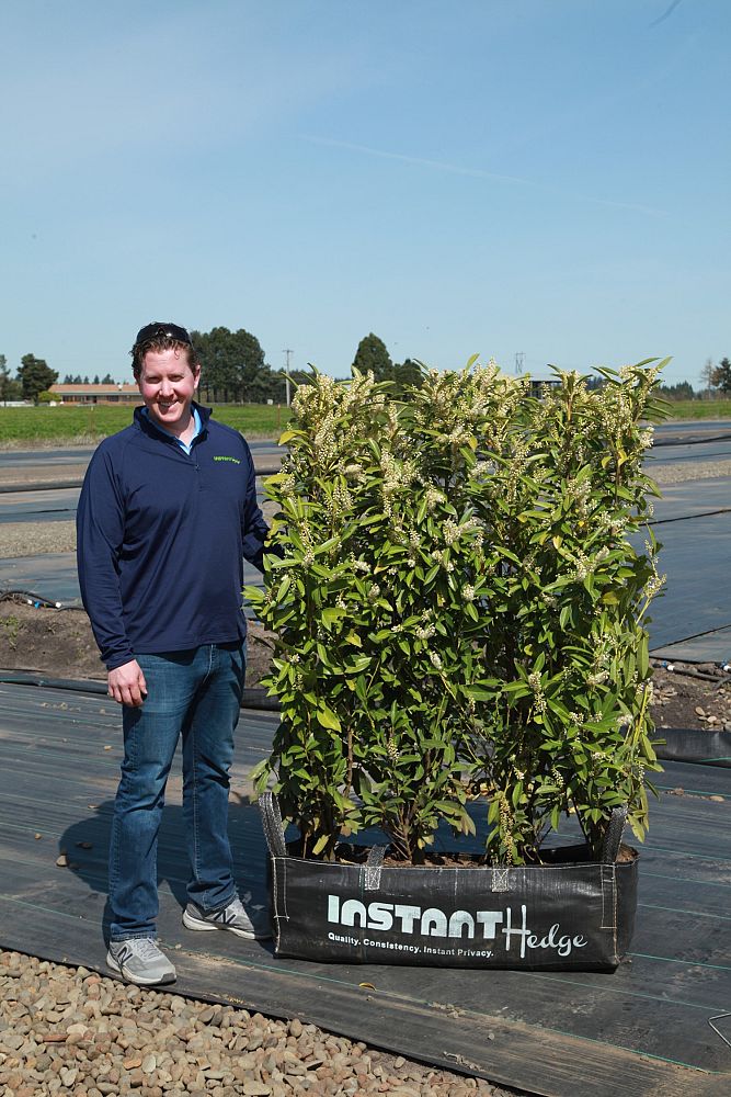 prunus-laurocerasus-schipkaensis-english-laurel-cherry-laurel-skip-laurel