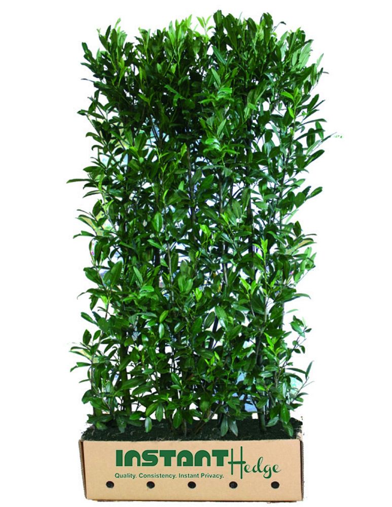 prunus-laurocerasus-schipkaensis-english-laurel-cherry-laurel-skip-laurel