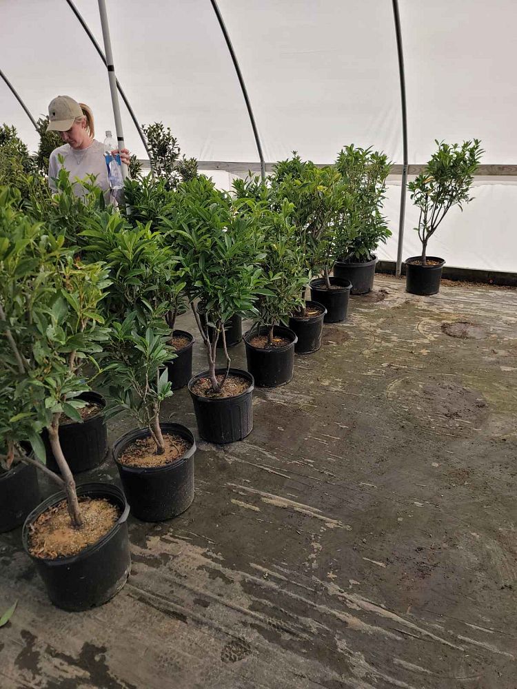 prunus-laurocerasus-schipkaensis-english-laurel-cherry-laurel-skip-laurel