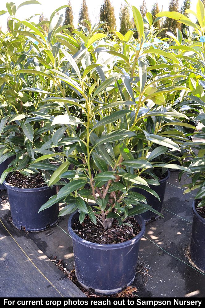 prunus-laurocerasus-schipkaensis-english-laurel-cherry-laurel-skip-laurel
