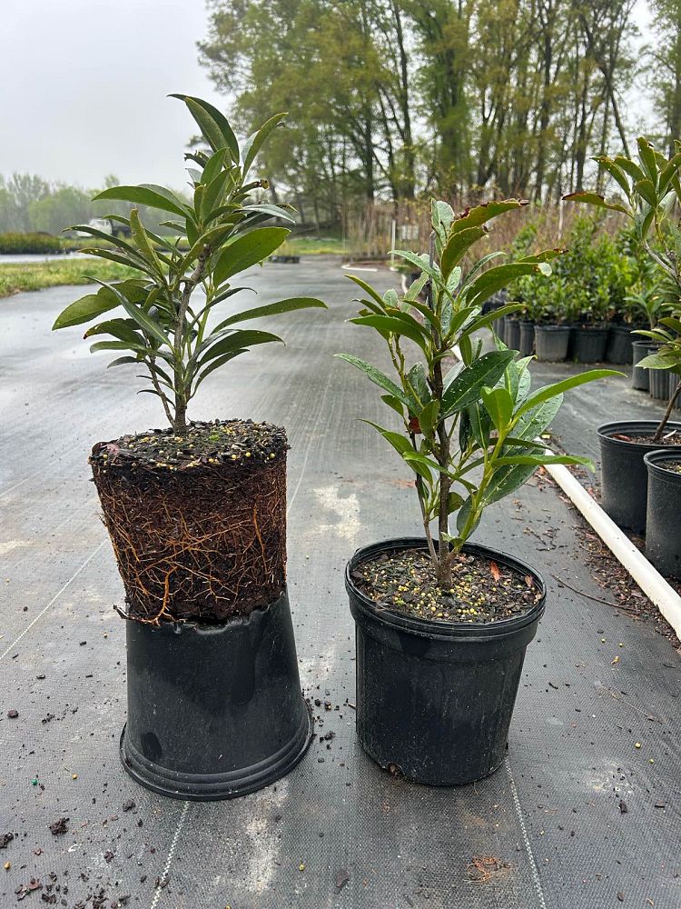 prunus-laurocerasus-schipkaensis-english-laurel-cherry-laurel-skip-laurel