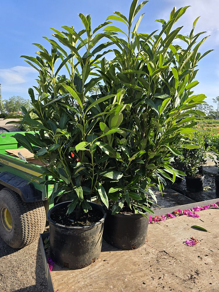 prunus-laurocerasus-schipkaensis-english-laurel-cherry-laurel-skip-laurel