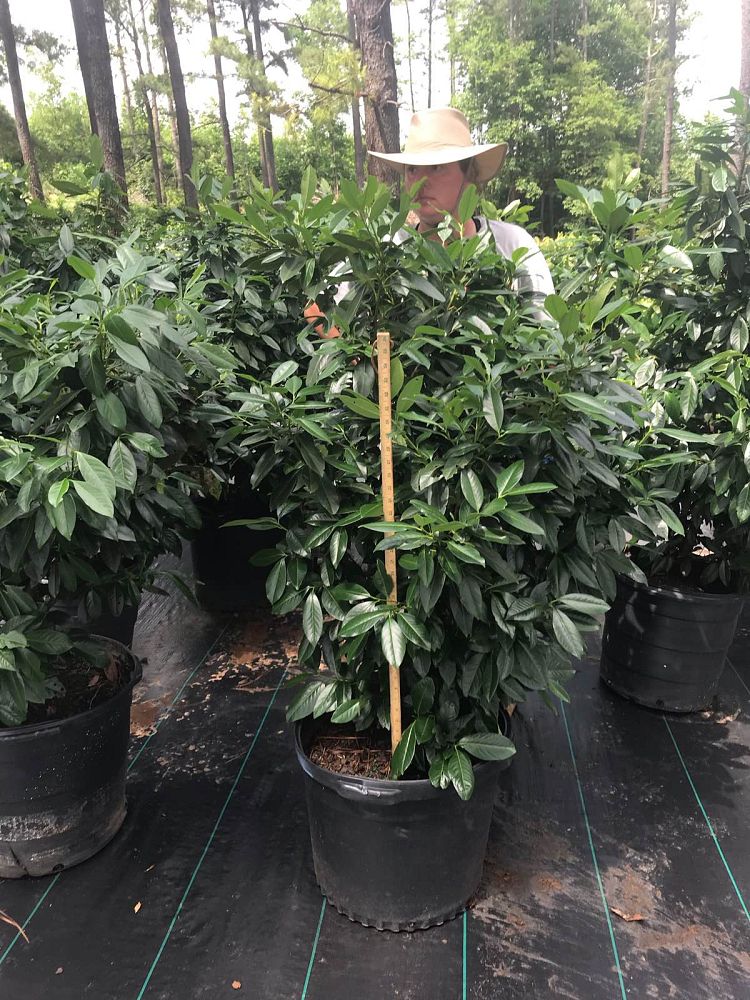prunus-laurocerasus-west-coast-schipkaensis-english-laurel-cherry-laurel