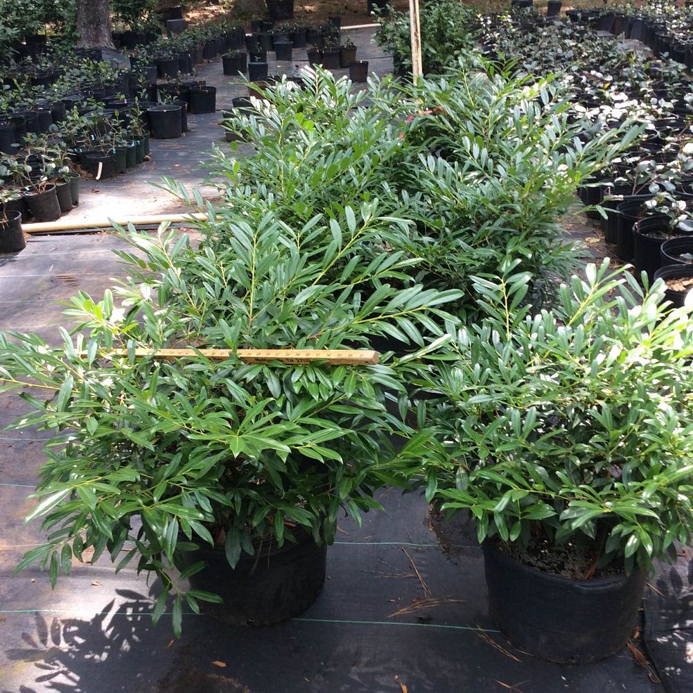 prunus-laurocerasus-zabeliana-english-laurel-cherry-laurel