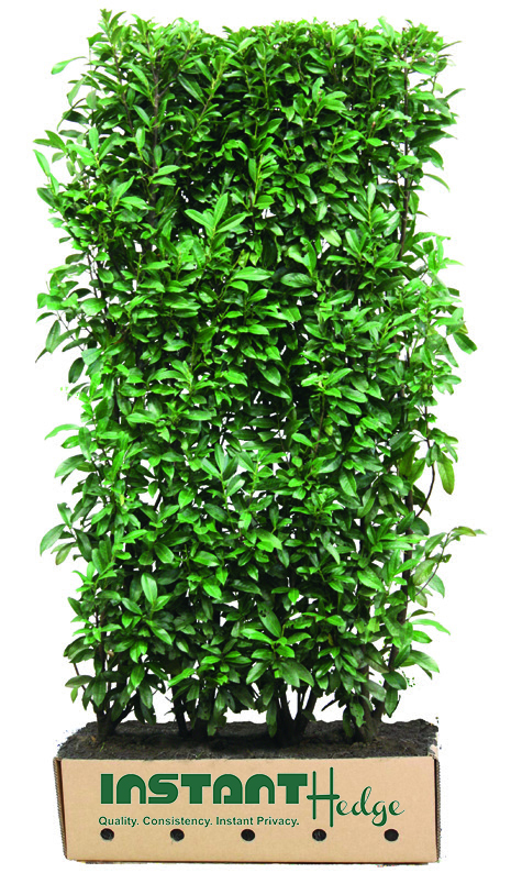 prunus-lusitanica-portuguese-cherry-laurel