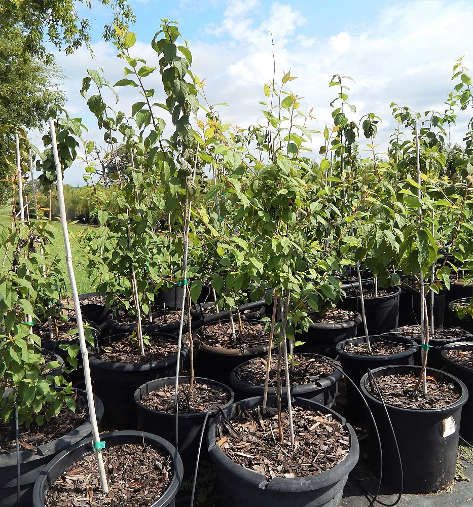 Baker Native Tree Farm