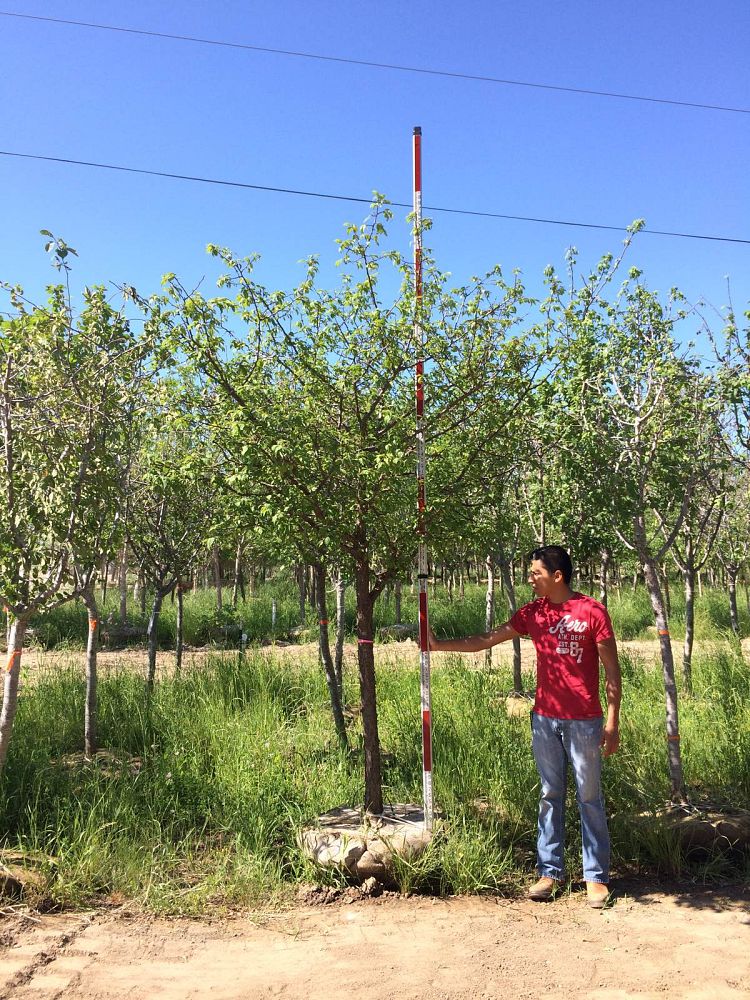 prunus-mexicana-mexican-plum