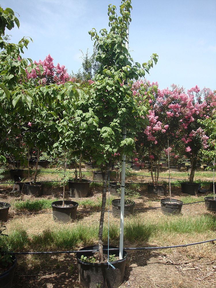 prunus-mexicana-mexican-plum