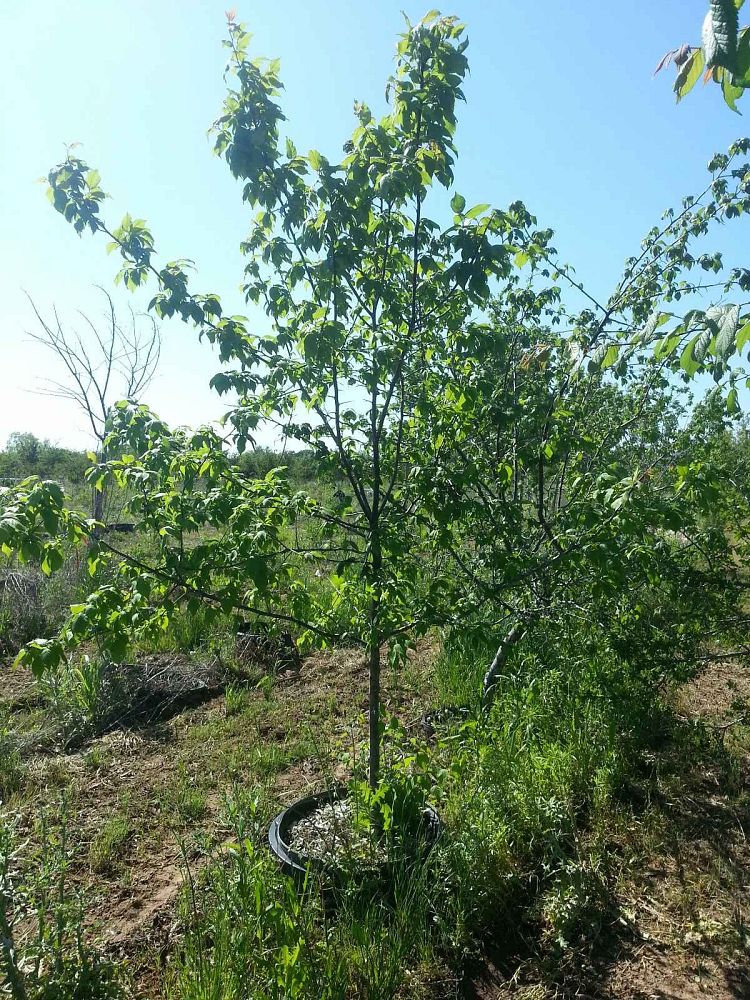 prunus-mexicana-mexican-plum