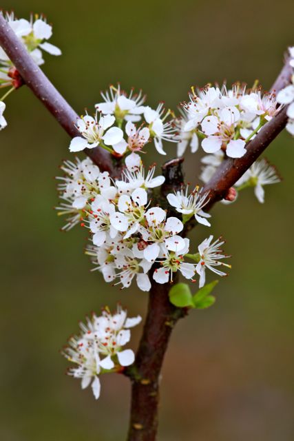 prunus-mexicana-mexican-plum