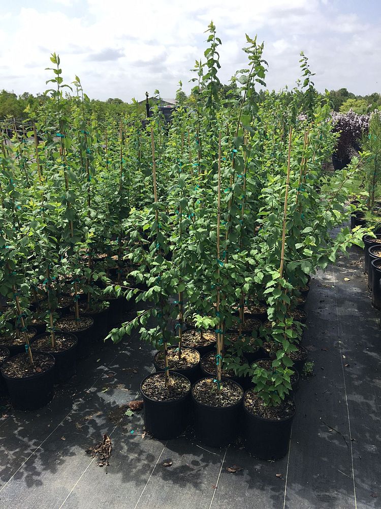 prunus-mexicana-mexican-plum