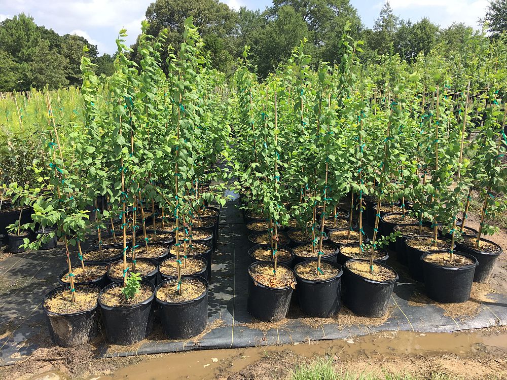 prunus-mexicana-mexican-plum