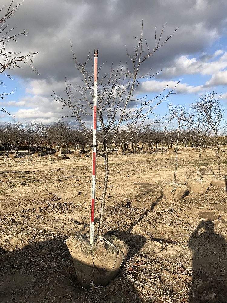 prunus-mexicana-mexican-plum
