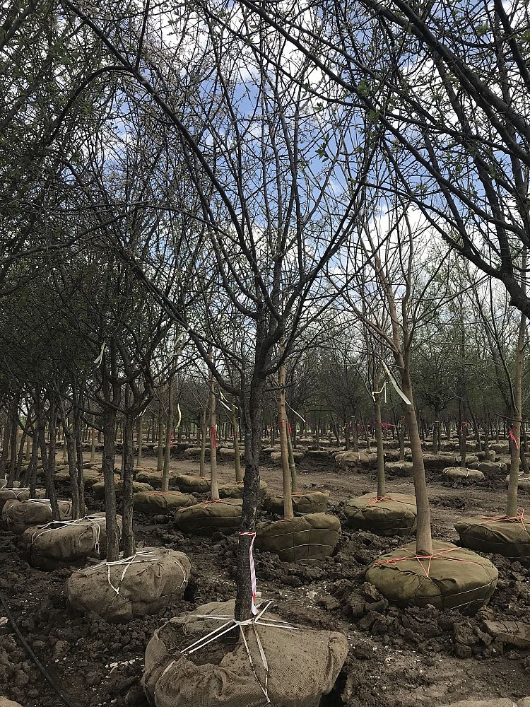 prunus-mexicana-mexican-plum