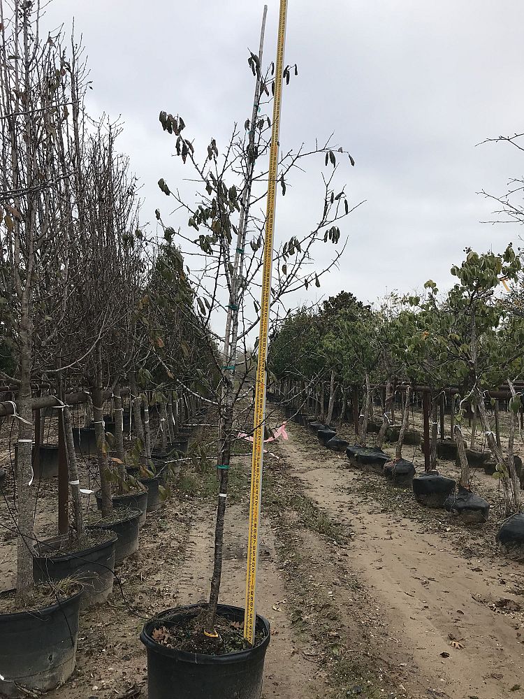 prunus-mexicana-mexican-plum