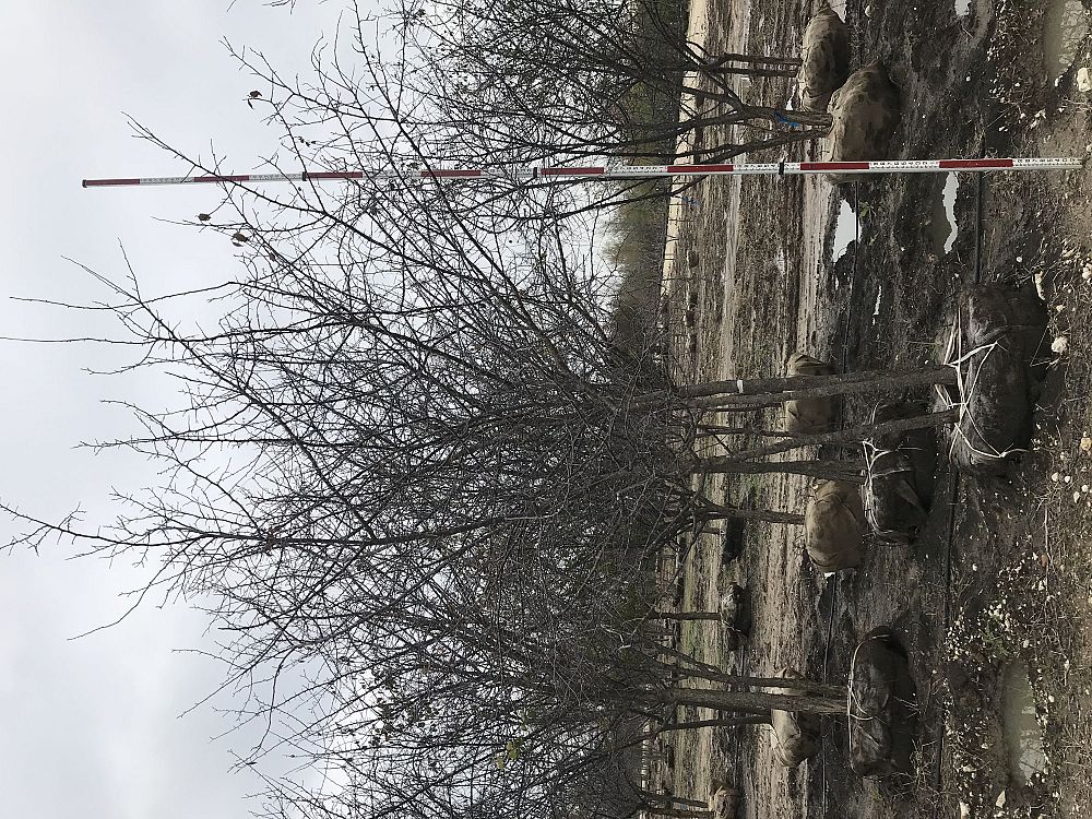 prunus-mexicana-mexican-plum