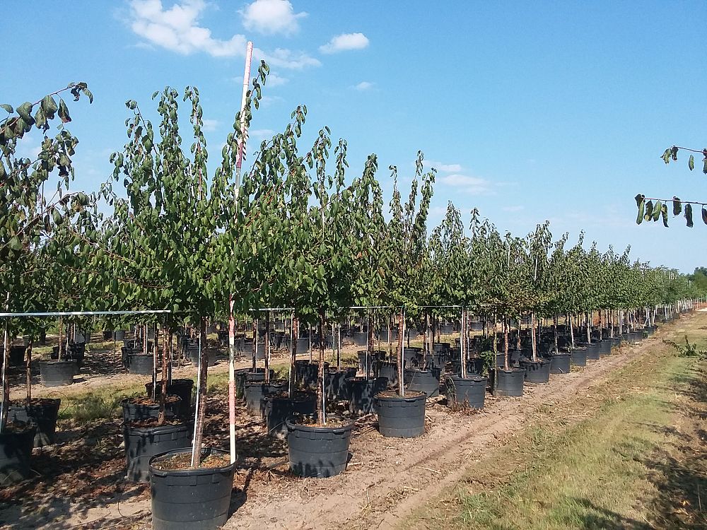prunus-mexicana-mexican-plum